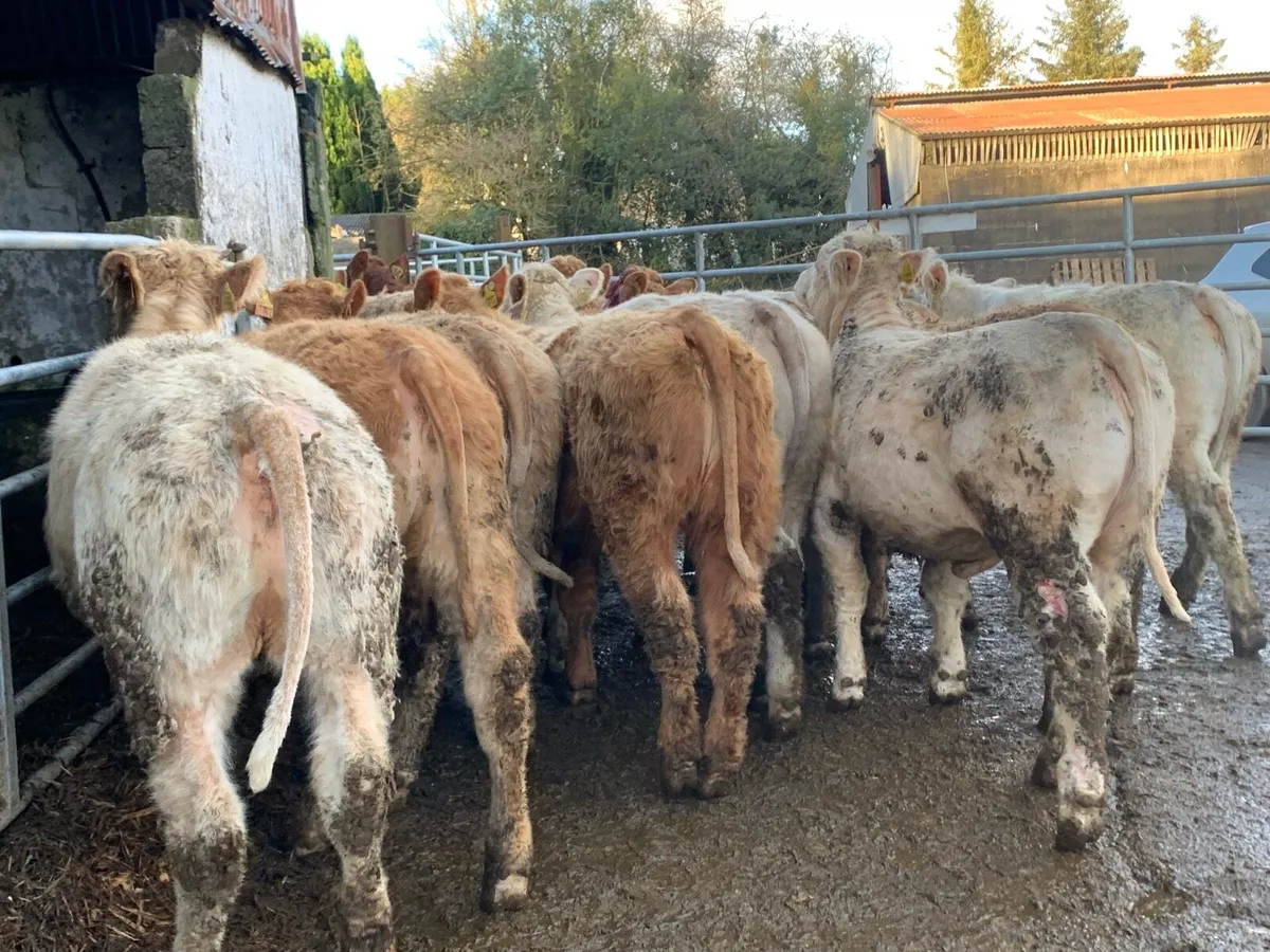 20 u grade store heifers - Image 1