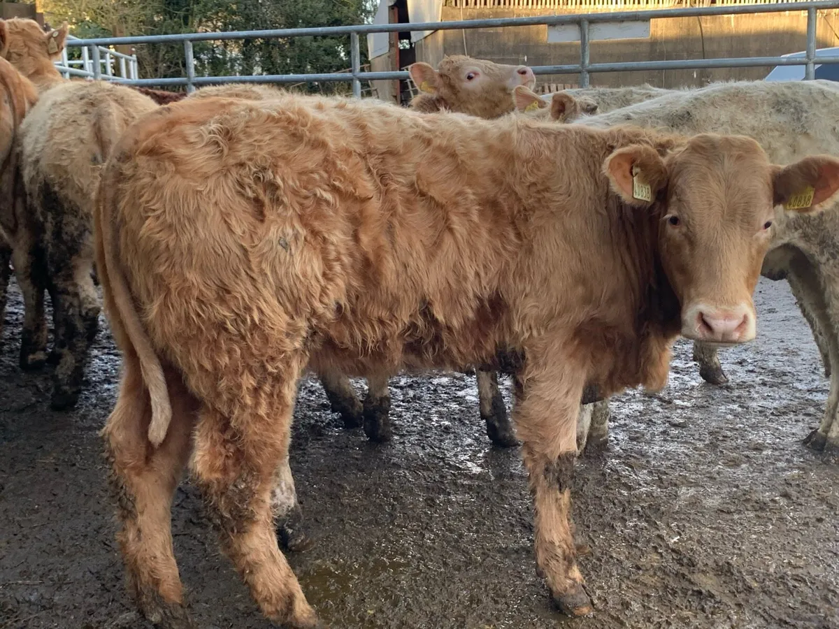 20 u grade store heifers - Image 2