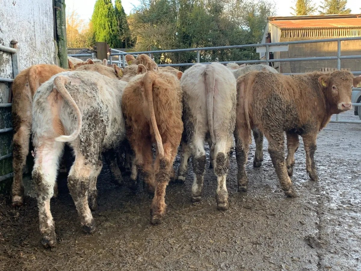 20 u grade store heifers - Image 3