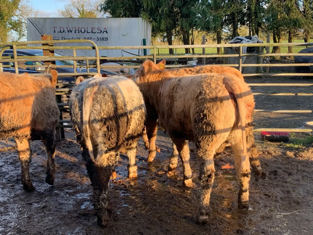 20 u grade store heifers - Image 4