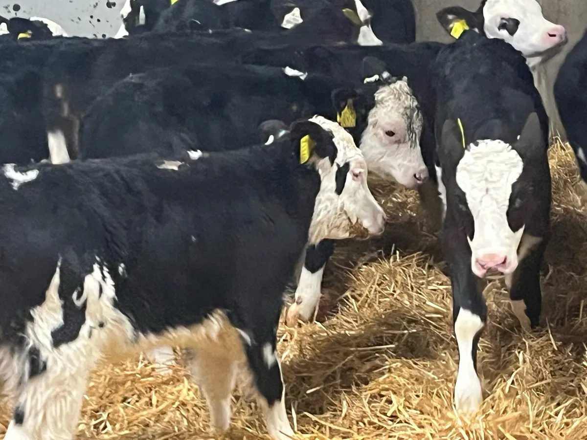 30 Super Angus & Hereford Calves - Image 1