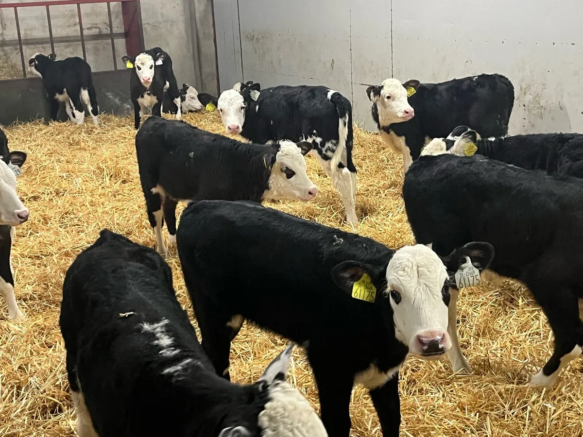 30 Super Angus & Hereford Calves - Image 2