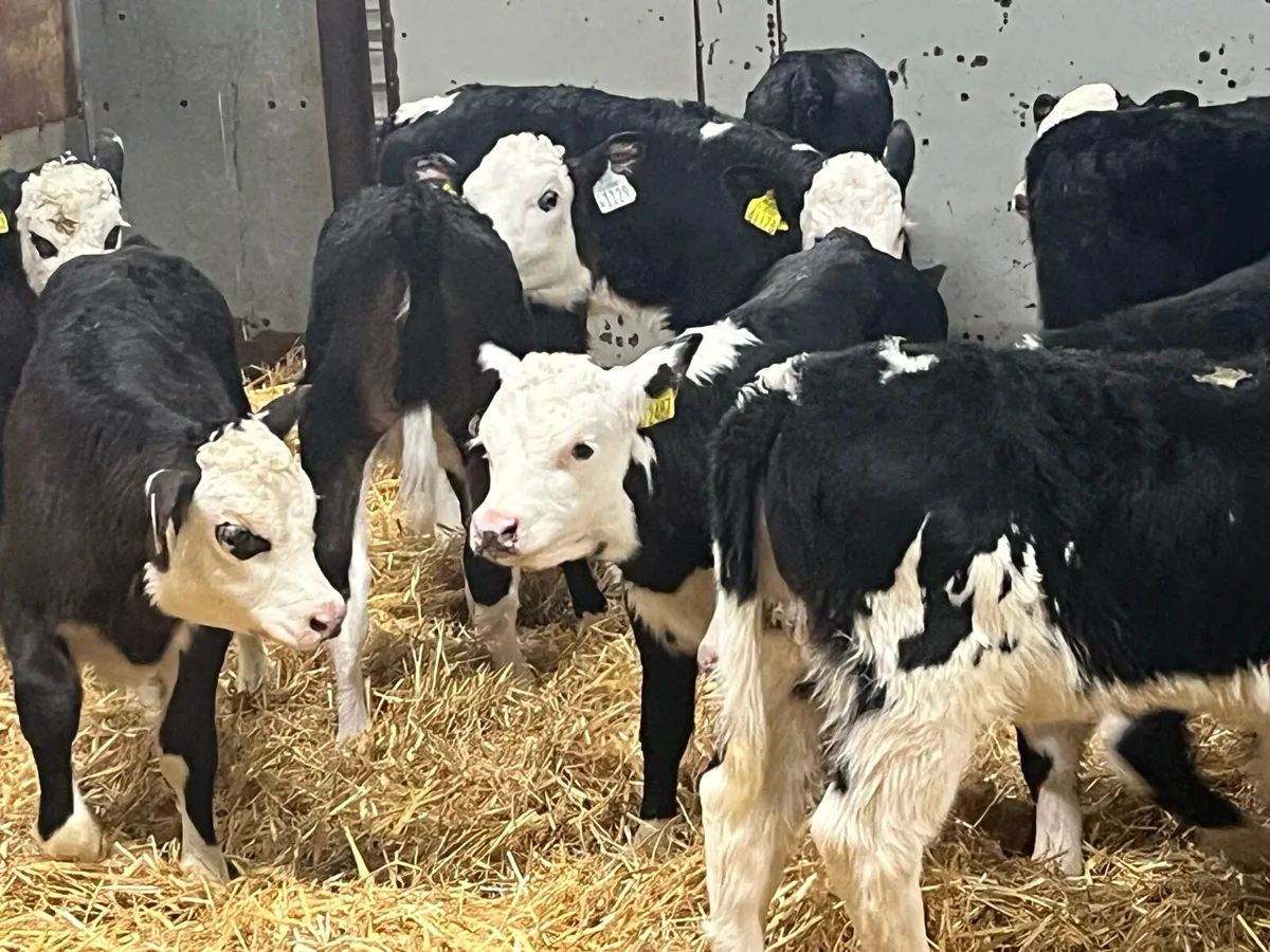 30 Super Angus & Hereford Calves - Image 3