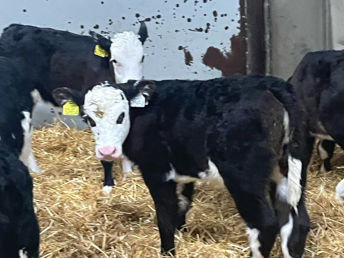 30 Super Angus & Hereford Calves - Image 4