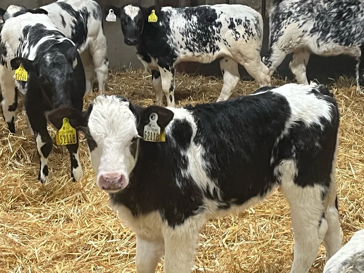Belgian Blue Calves - Image 2