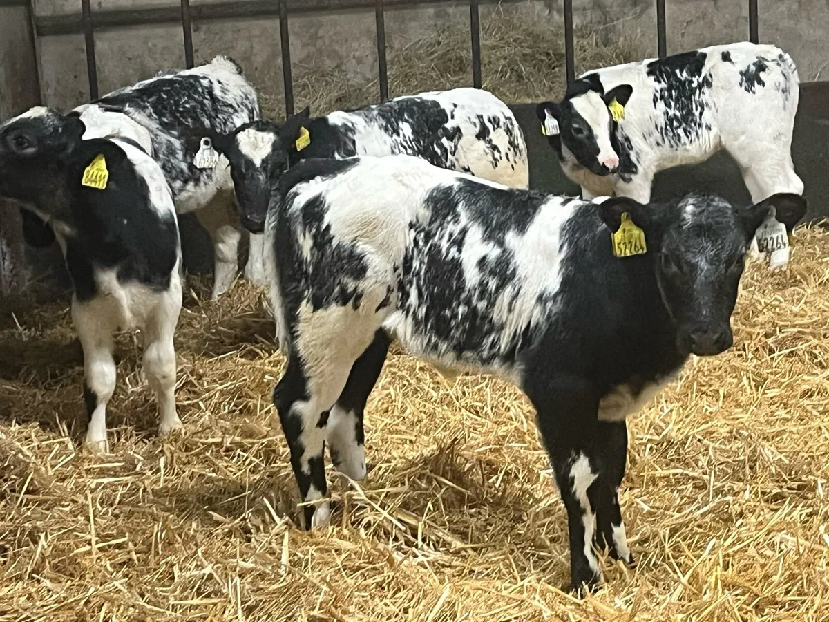 Belgian Blue Calves - Image 3