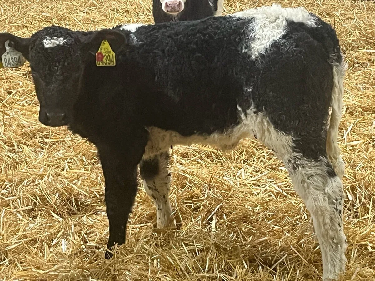 Belgian Blue Calves - Image 4