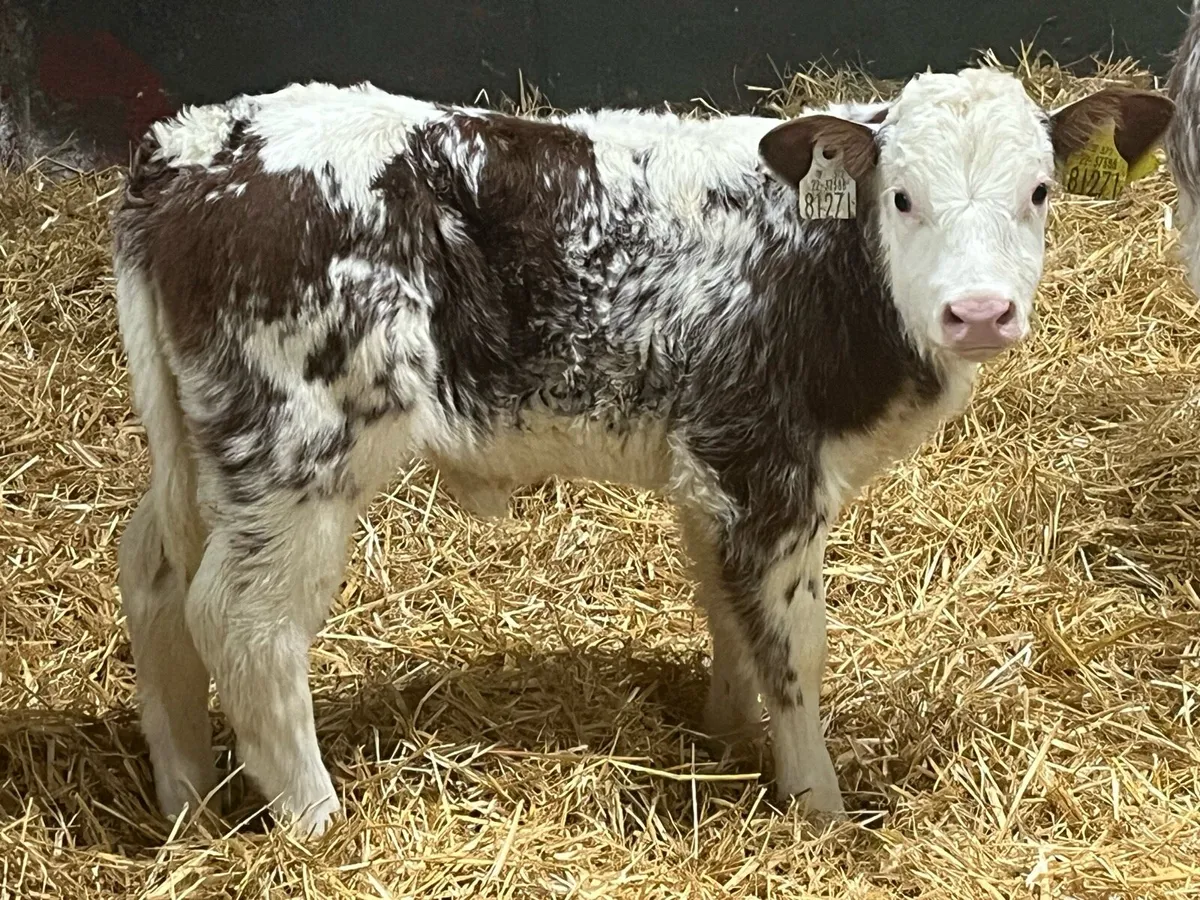 SUPER RED ROAN BB HEIFER CALF - Image 1