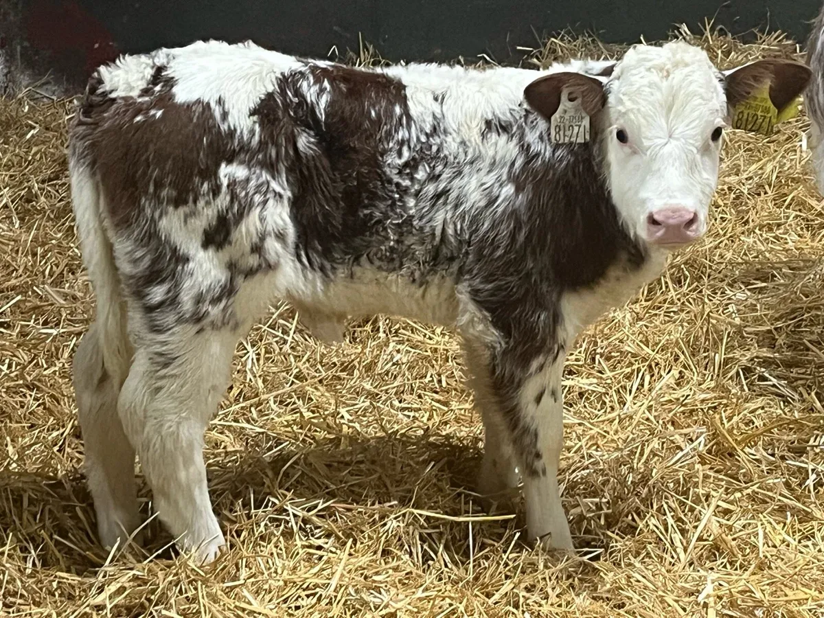 SUPER RED ROAN BB HEIFER CALF - Image 2