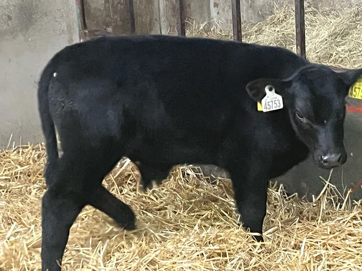 STRONG AA & HE BULL CALVES - Image 1