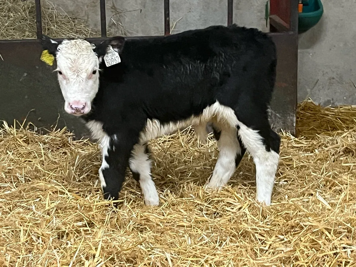 STRONG AA & HE BULL CALVES - Image 2