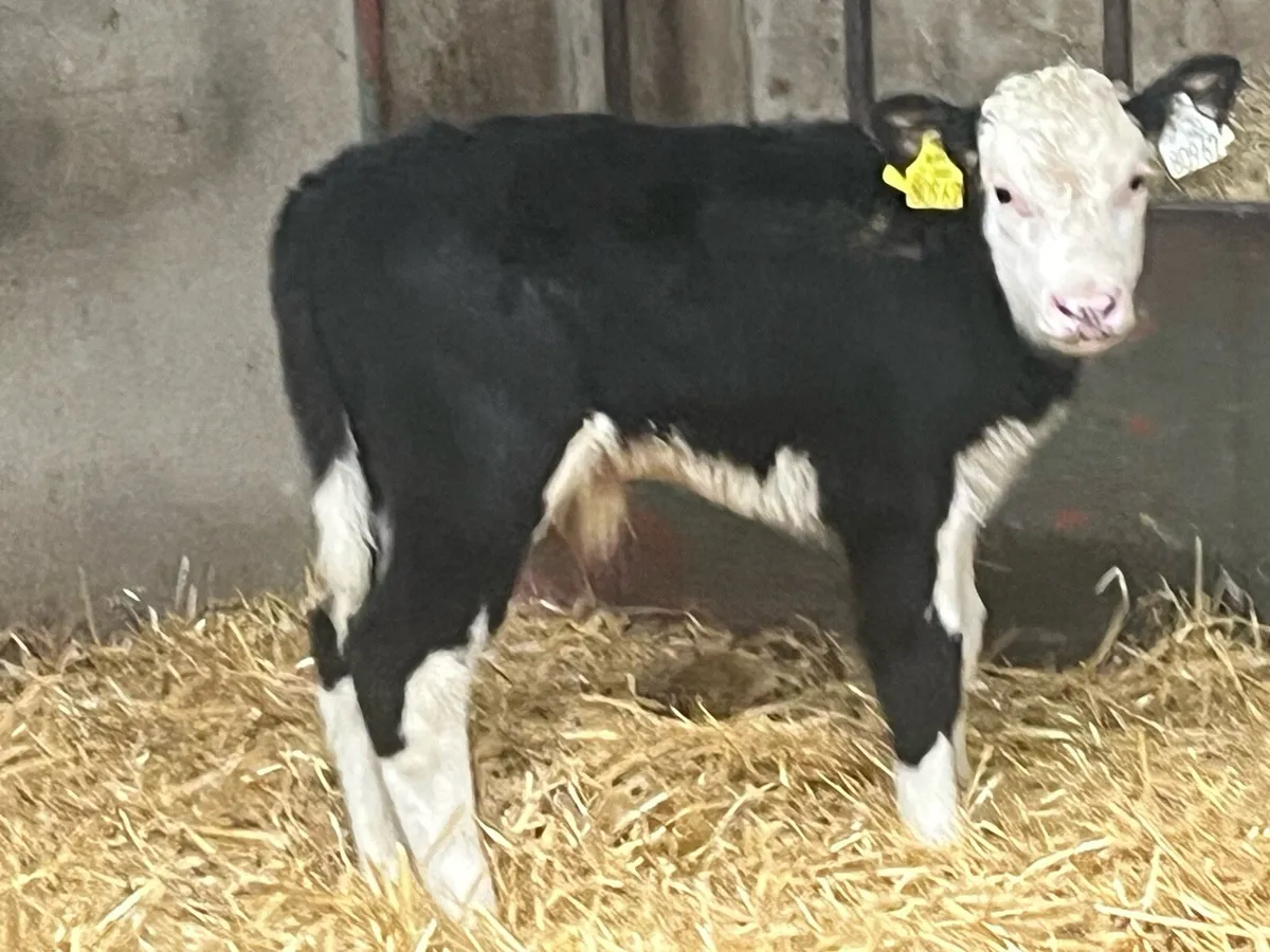 STRONG AA & HE BULL CALVES - Image 3