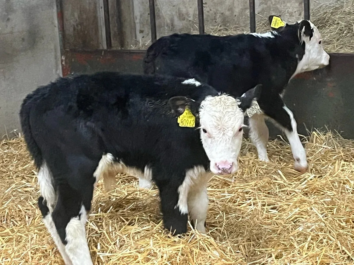 STRONG AA & HE BULL CALVES - Image 4