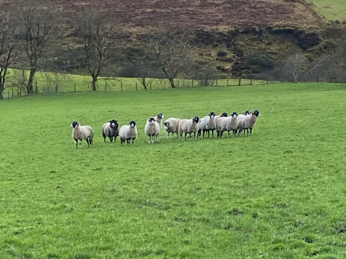 Inlamb swale hoggets blackface - Image 1