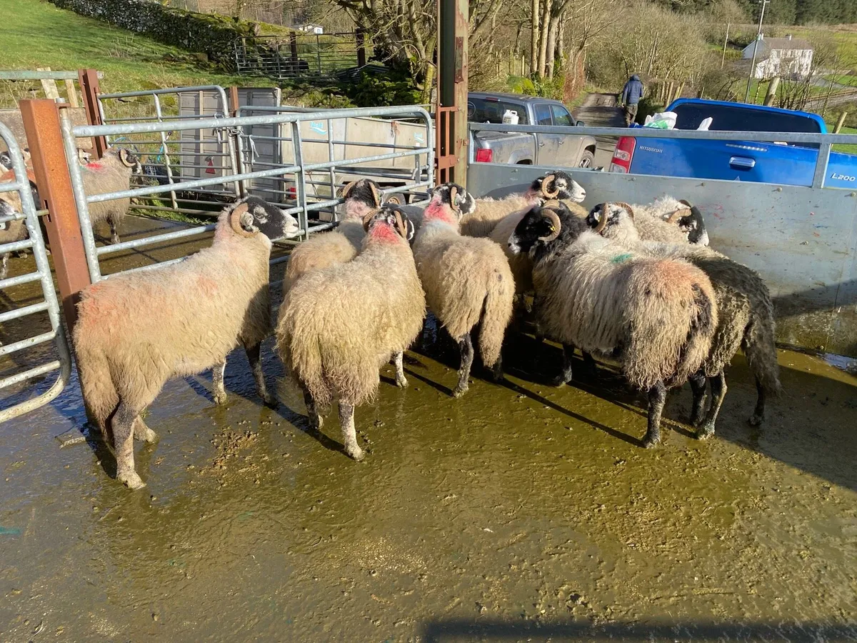 Inlamb swale hoggets blackface - Image 4