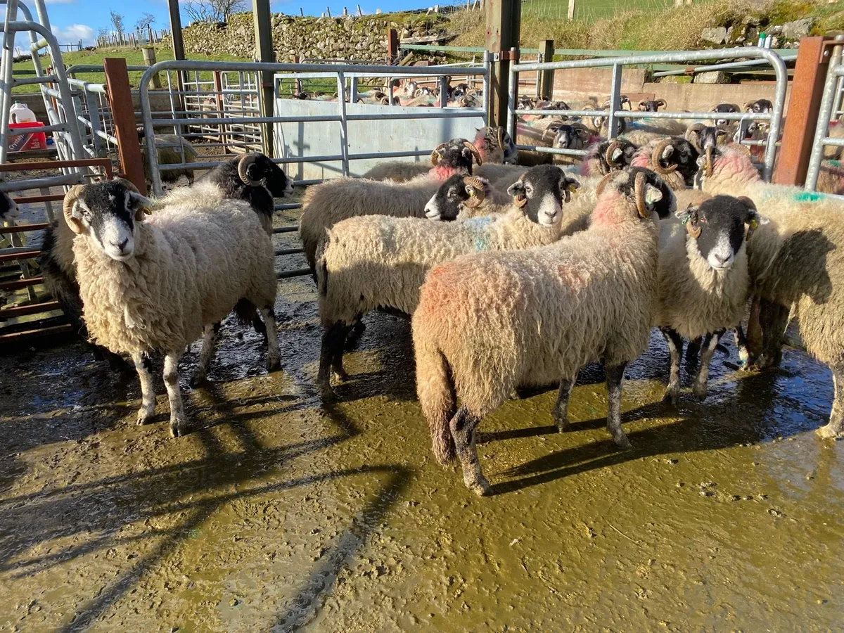 Inlamb swale hoggets blackface - Image 3