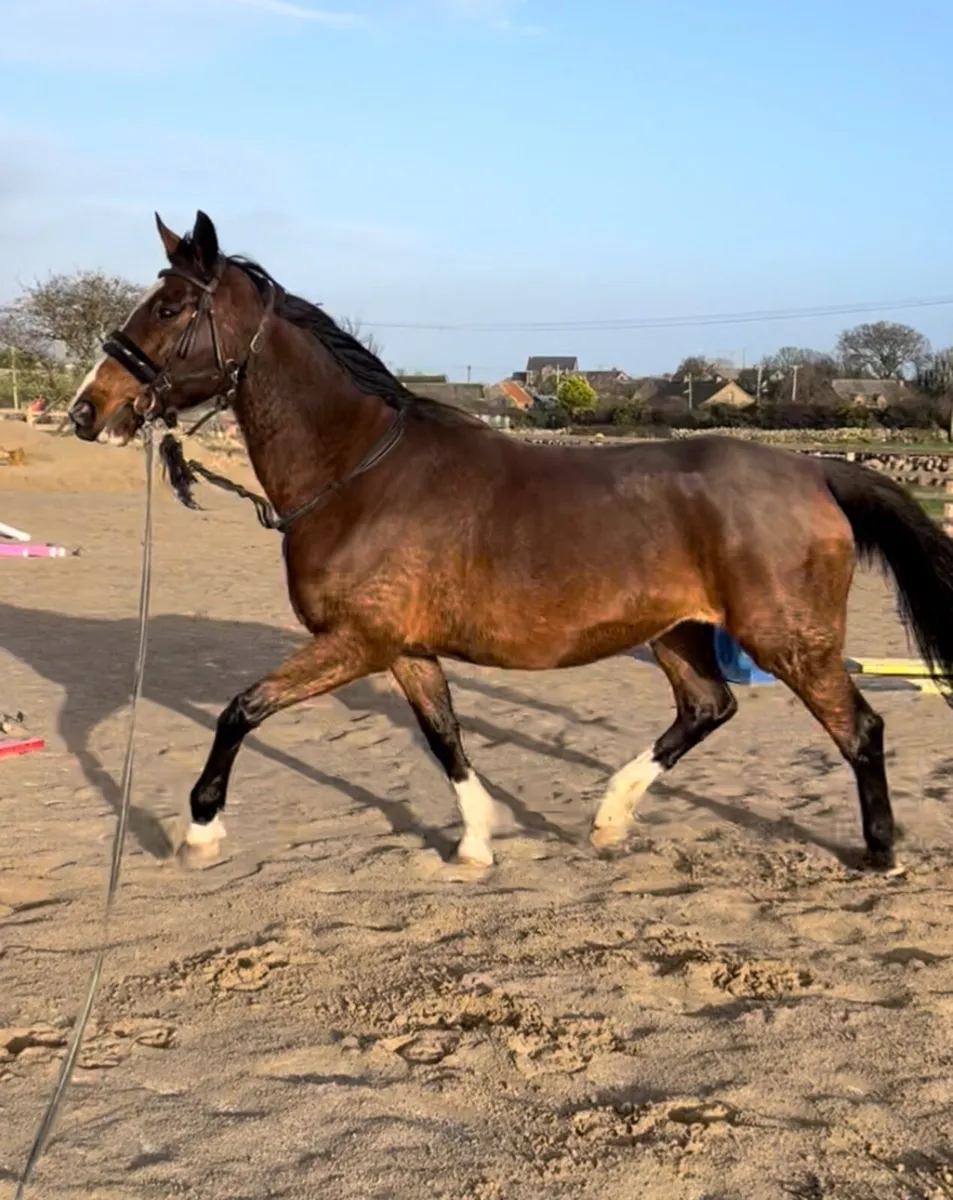 2012 Irish sports Broodmare by Womanizer - Image 2