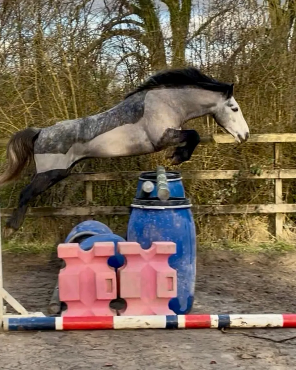 Bred to jump by prolific Bettyspark Shadow - Image 1