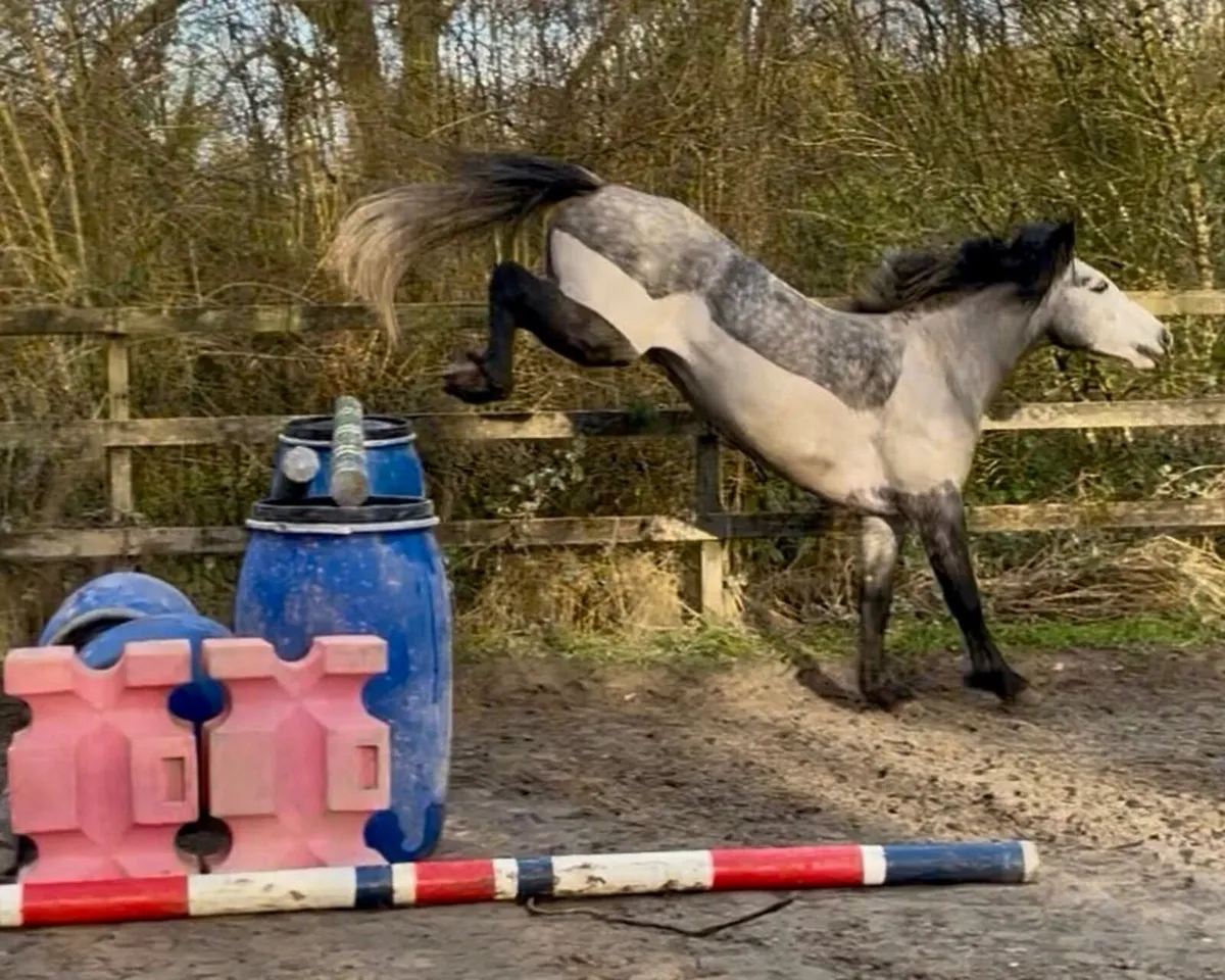 Bred to jump by prolific Bettyspark Shadow - Image 3