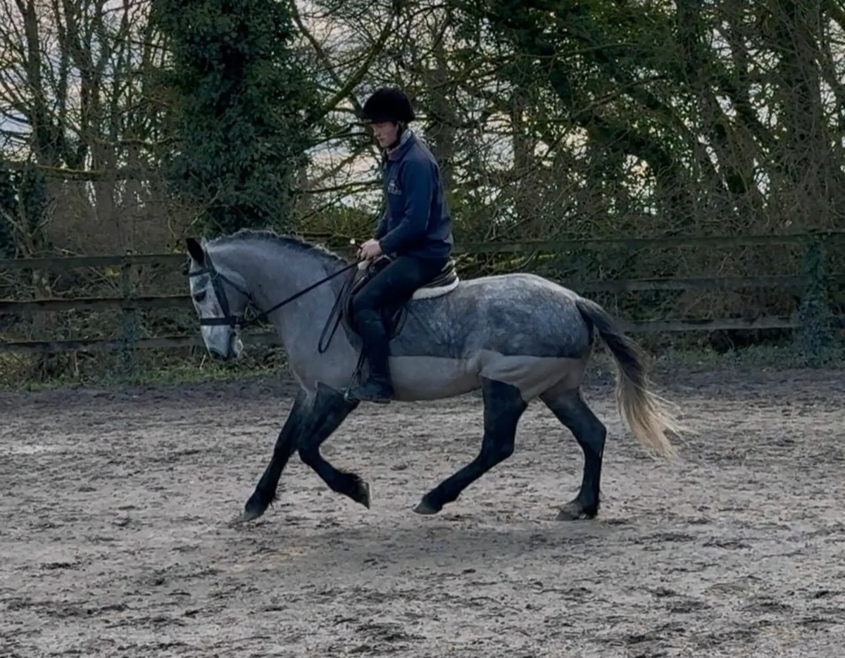 Bred to jump by prolific Bettyspark Shadow - Image 4