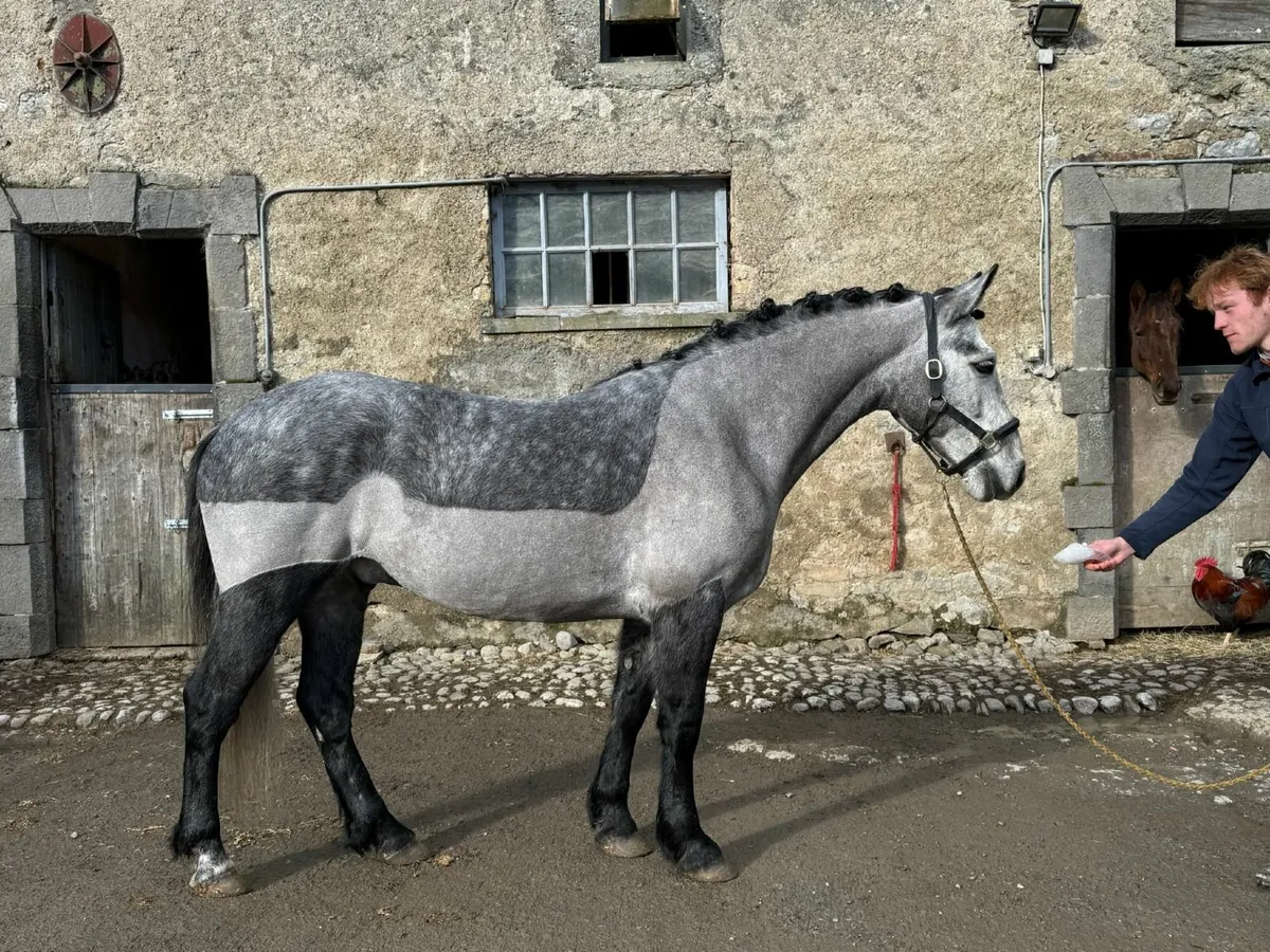 Connemara pony 5 yo by prolific Bettyspark Shadow - Image 1