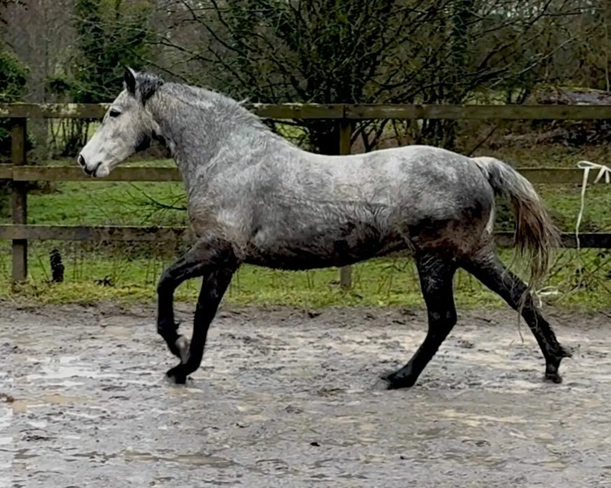 Dunlewey MusicaConnemara mare by Bettyspark Shadow - Image 1
