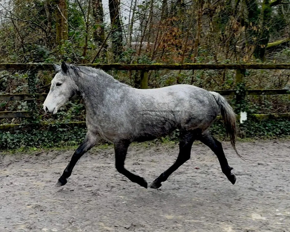 Dunlewey MusicaConnemara mare by Bettyspark Shadow - Image 3