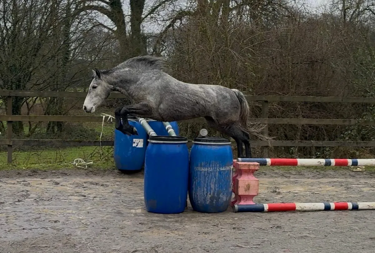 Dunlewey MusicaConnemara mare by Bettyspark Shadow - Image 4