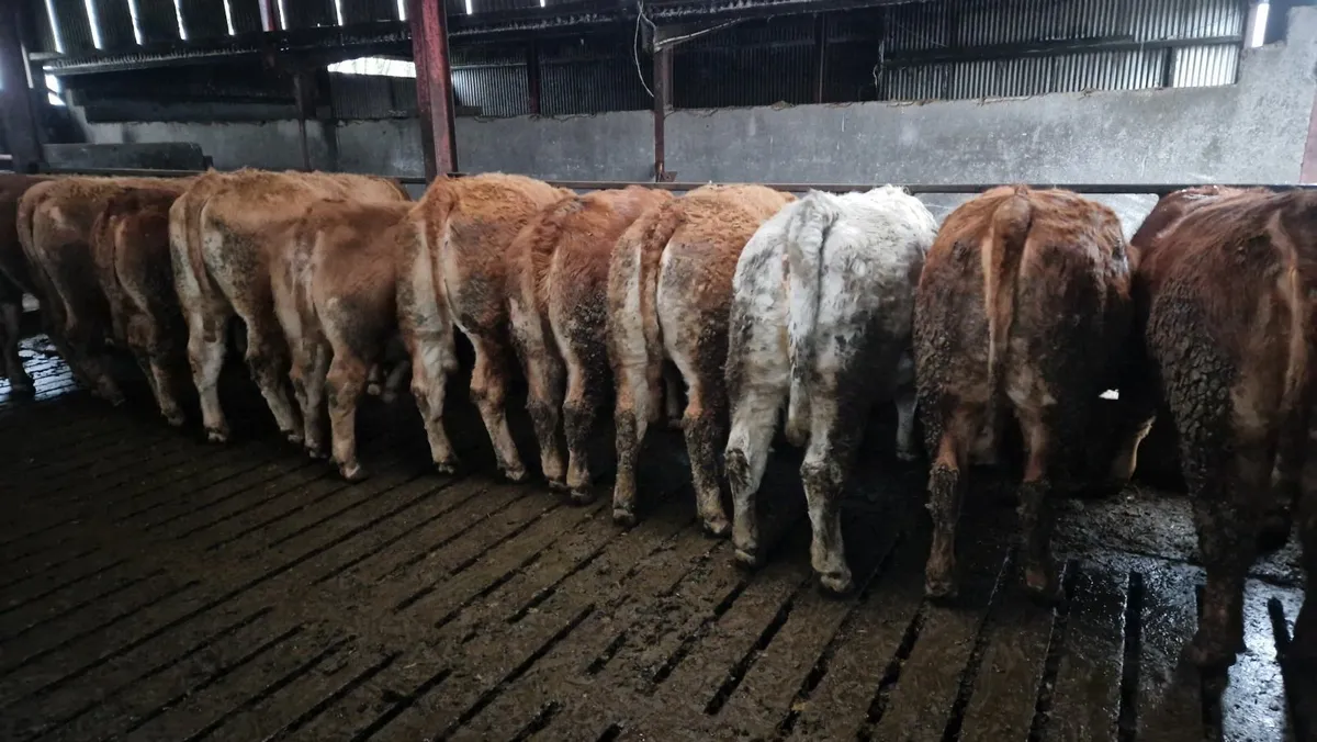 InCalf Limousin Heifer Ballinasloe Mart Sat 21 Feb - Image 1