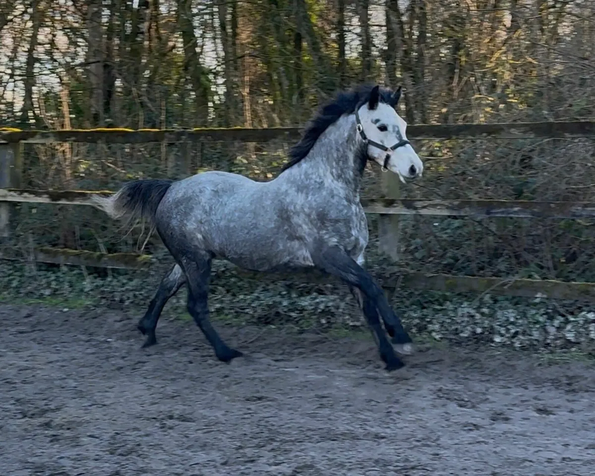 Dunlewey Gaoithe, by Bettyspark Shadow - Image 3