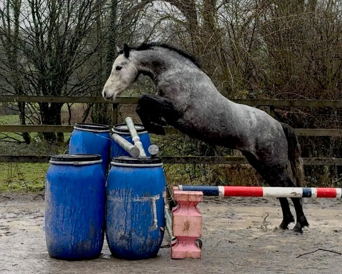 Dunlewey Gaoithe, by Bettyspark Shadow - Image 4