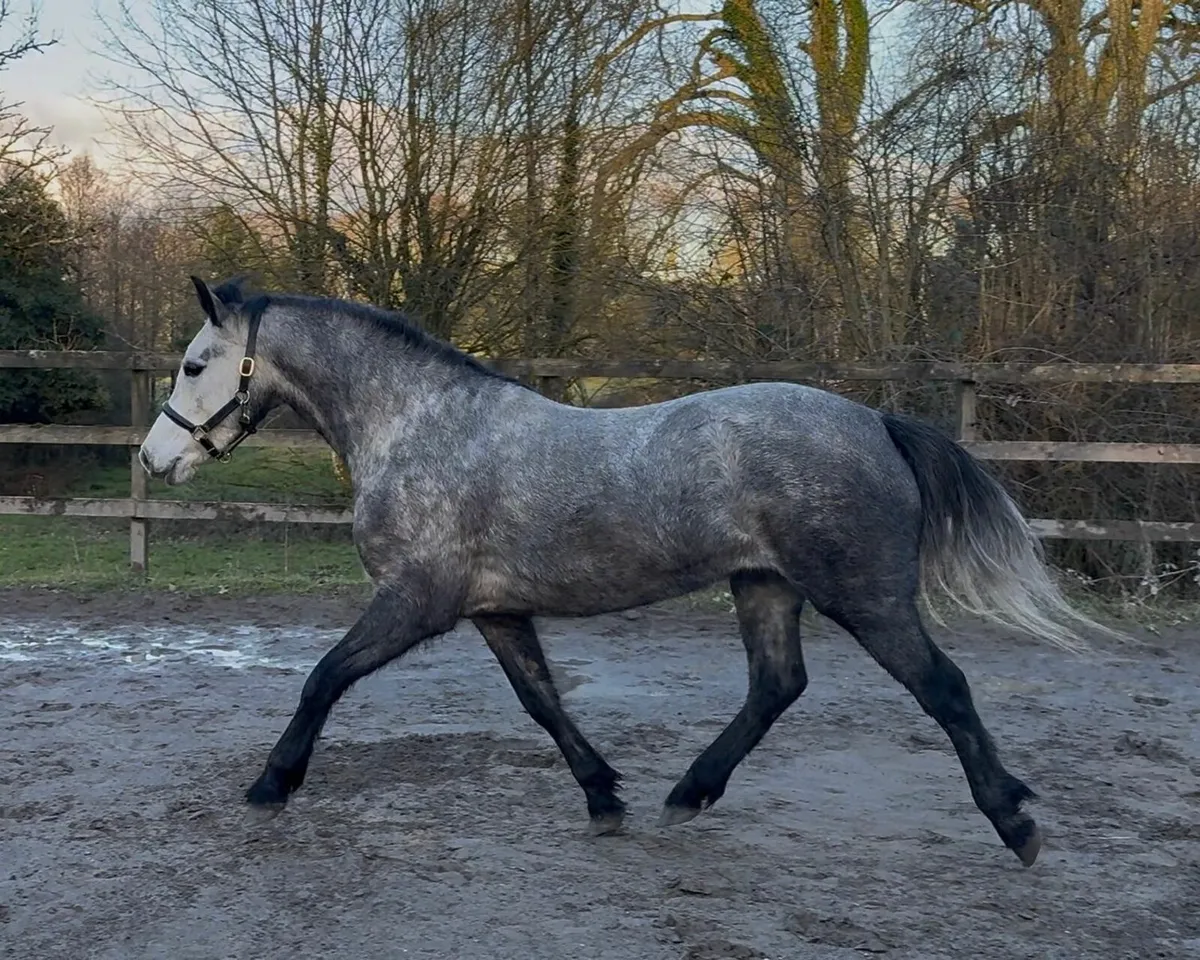 Dunlewey Gaoithe, by Bettyspark Shadow - Image 1