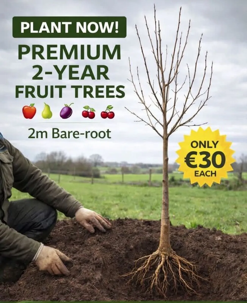 Fruit trees, 2 years old, 2 meters - Image 2