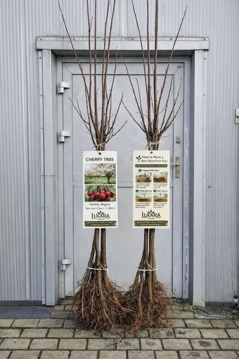 Fruit trees, 2 years old, 2 meters - Image 3