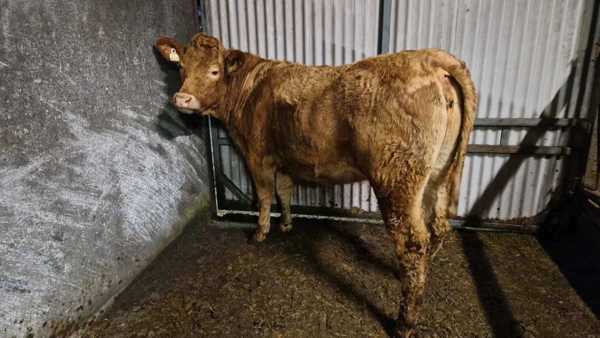 InCalf Limousin Heifer Ballinasloe Mart Sat 21 Feb - Image 3