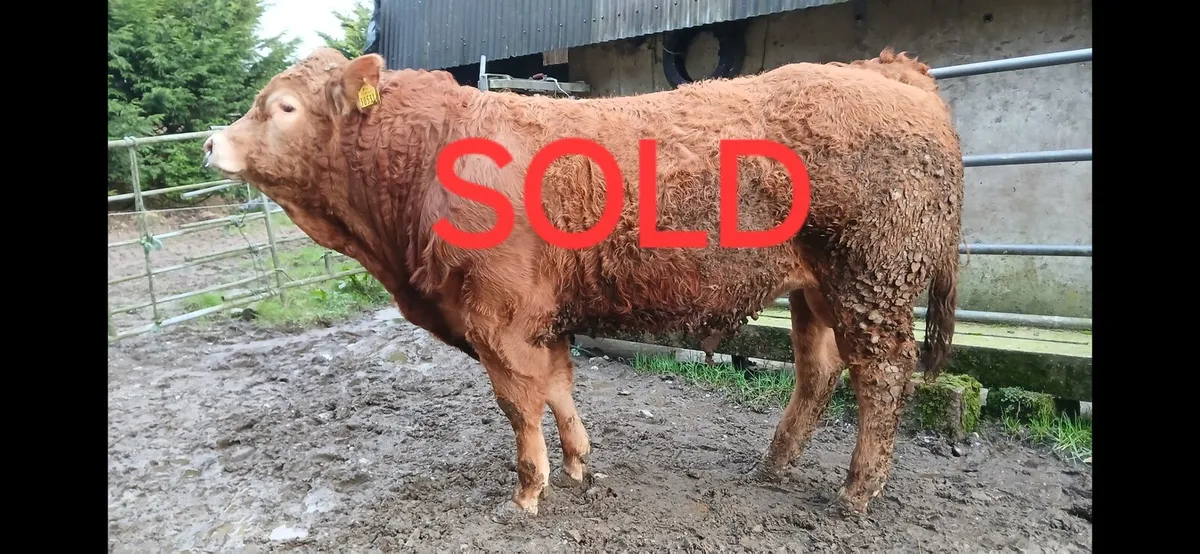 Super Pedigree Limousin Bull   🌟 🌟 🌟 🌟 🌟 - Image 1