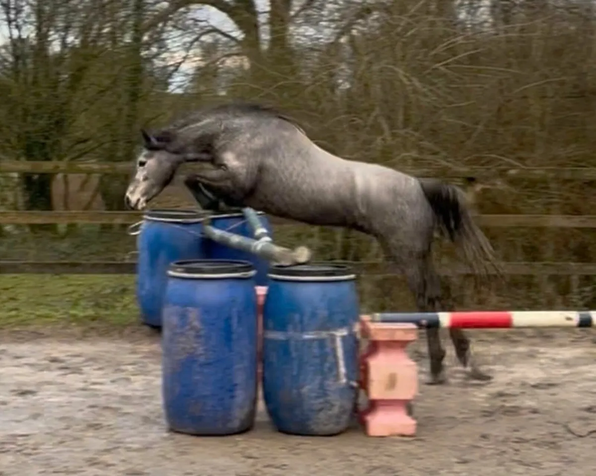 Dunlewey Gale by Bettyspark Shadow - Image 3