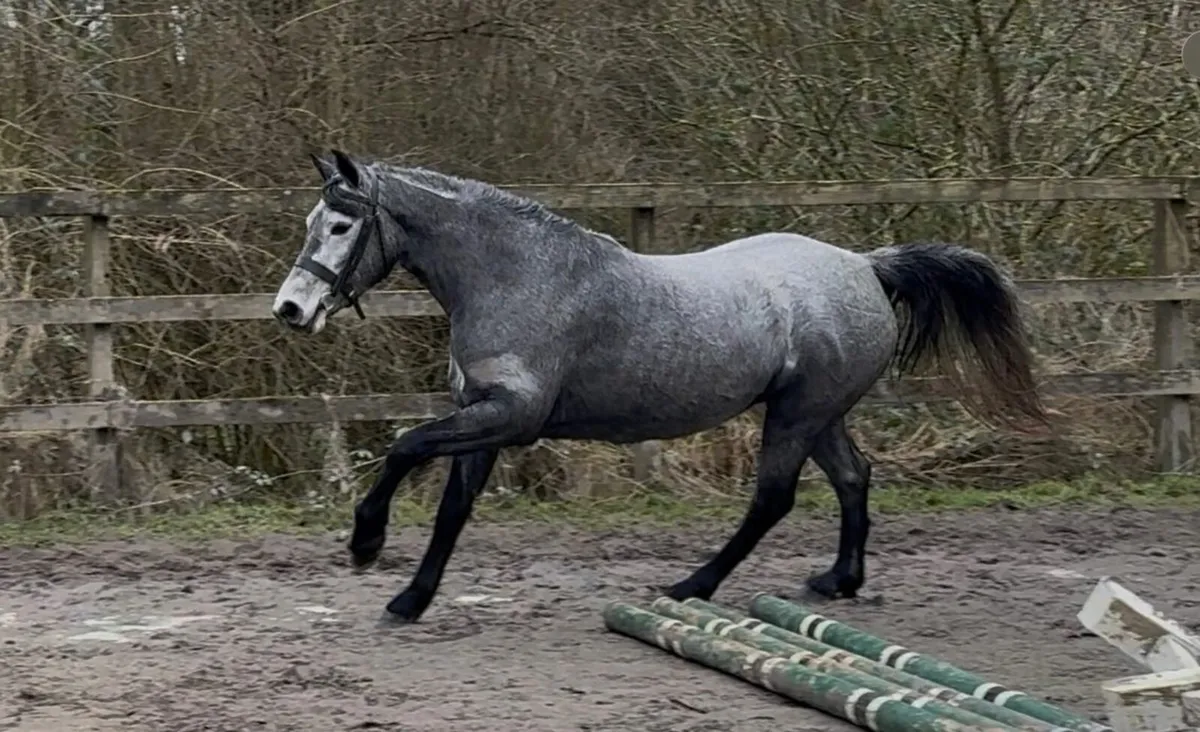 Connemara Pony mare 4yo by Bettyspark Shadow - Image 1