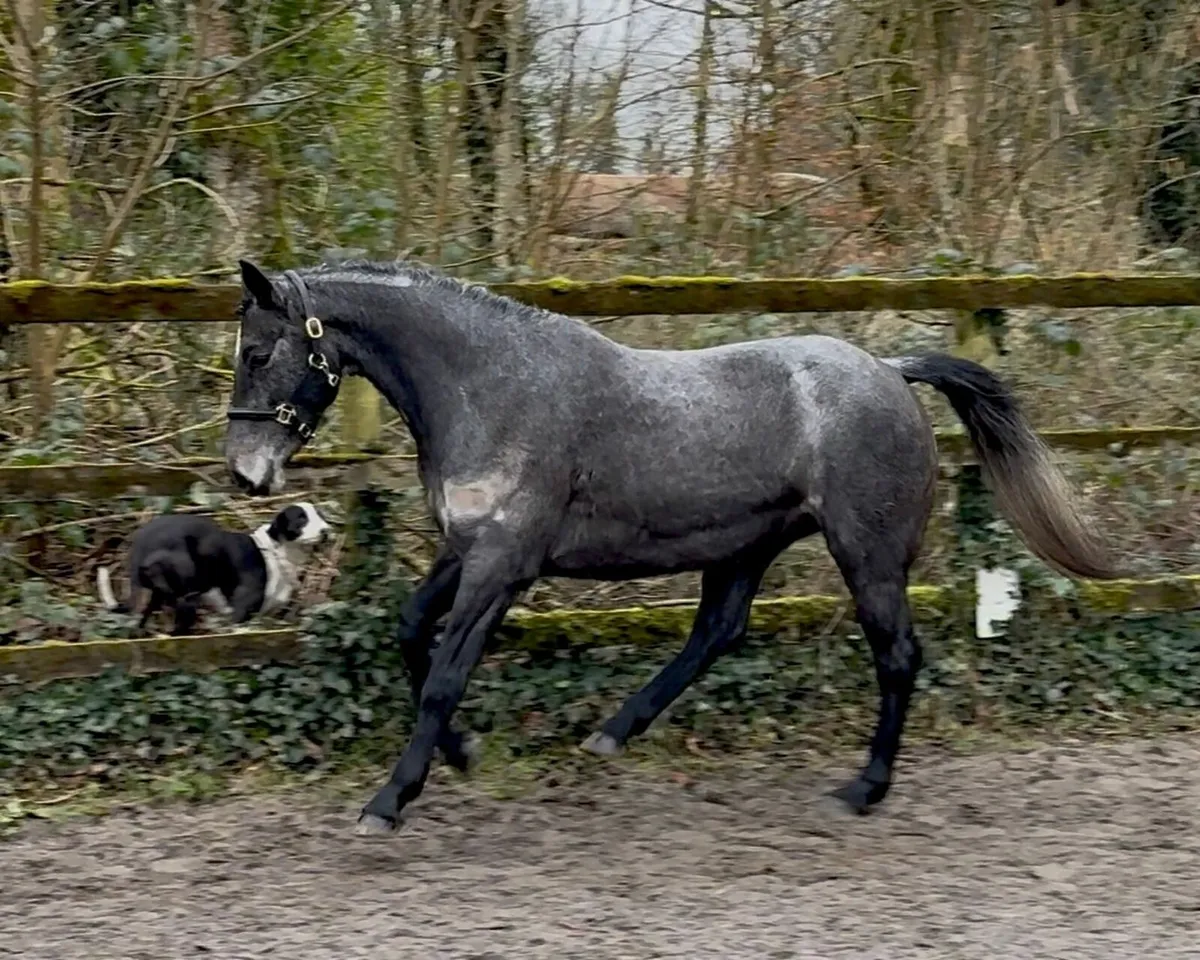 Halston Jessie by Bettyspark Shadow CP xTB - Image 3