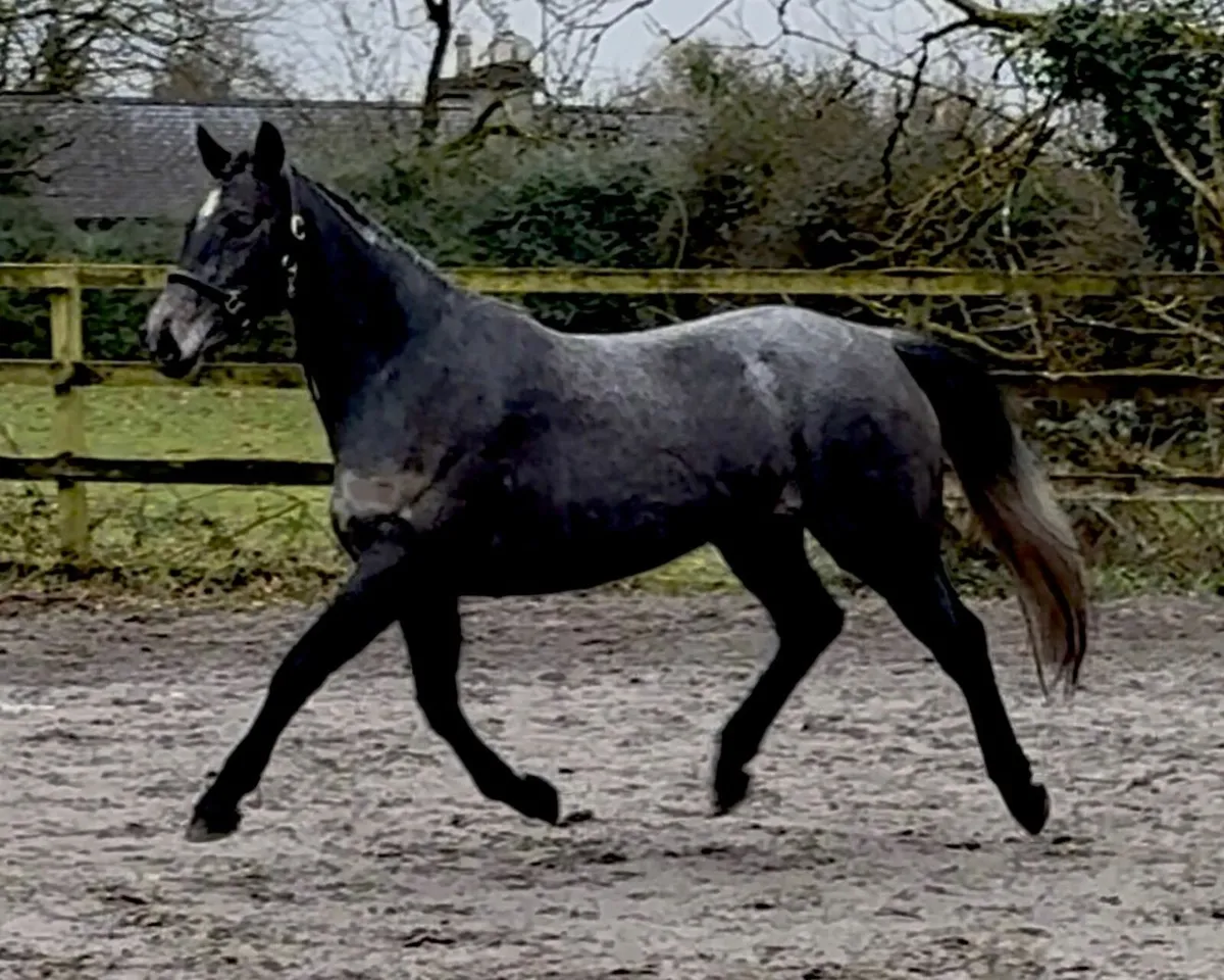 Halston Jessie by Bettyspark Shadow CP xTB - Image 4