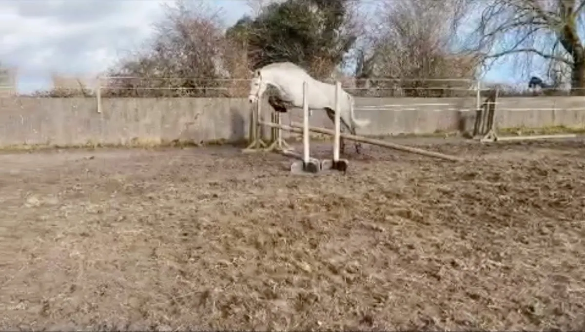 Dunlewey Ray of Sun by Bettyspark Shadow - Image 2