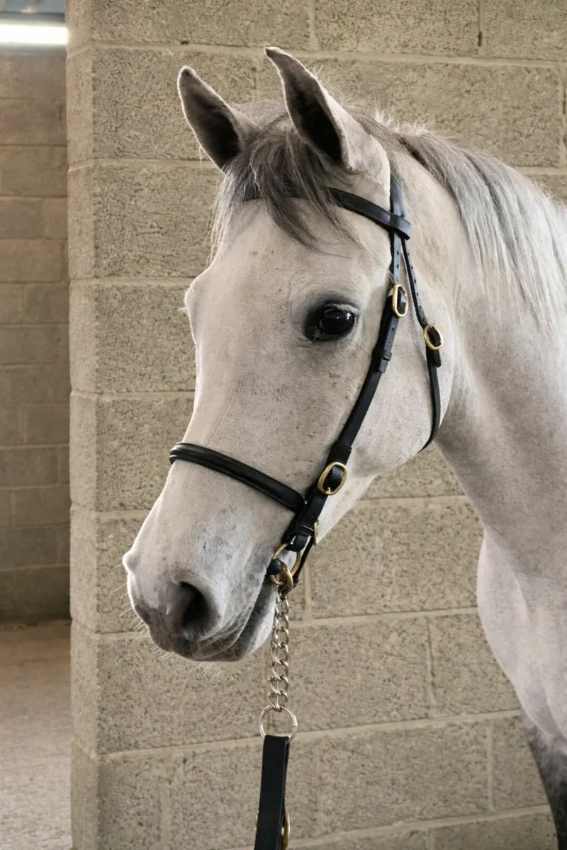 Dunlewey Ray of Sun by Bettyspark Shadow - Image 3