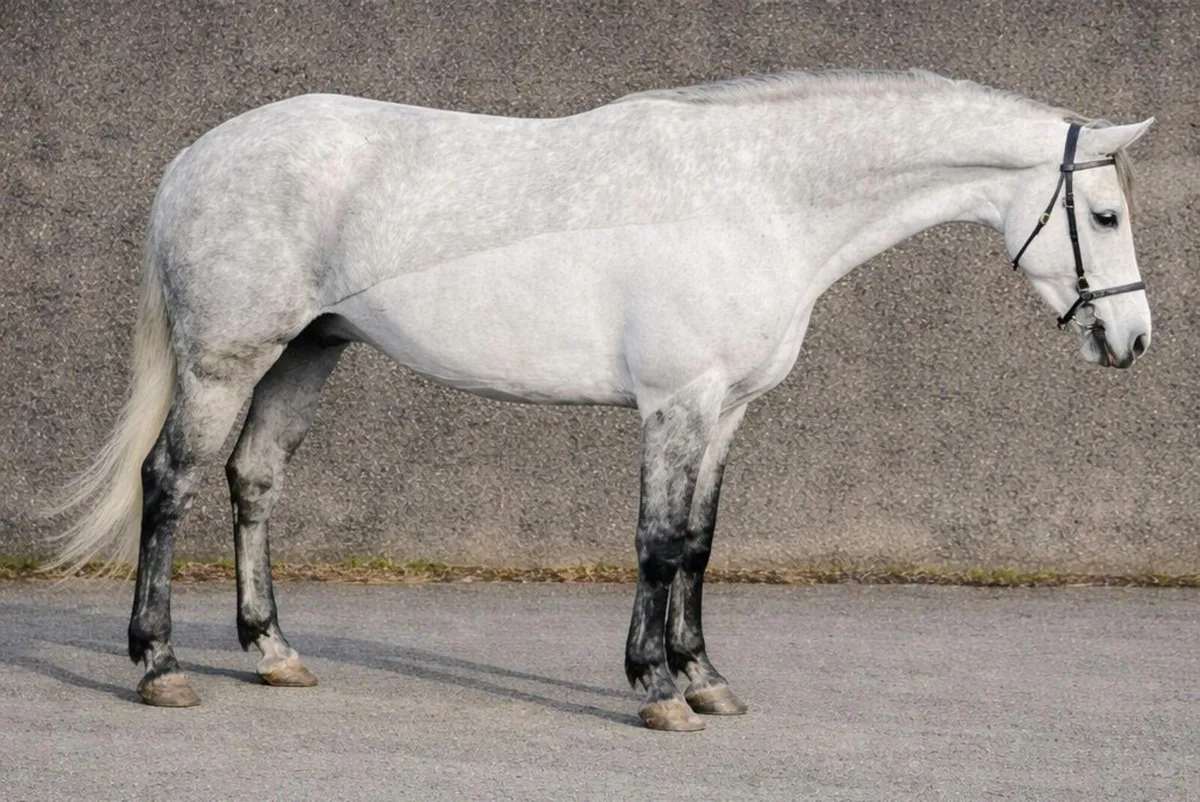 Dunlewey Ray of Sun by Bettyspark Shadow - Image 1