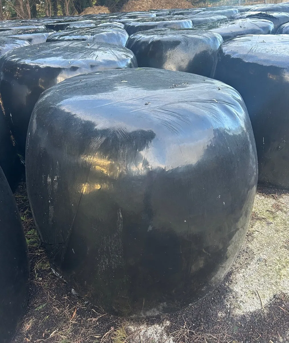 Silage Bales - Image 2