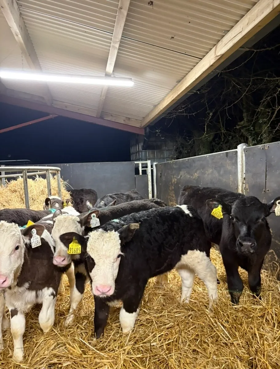 7 super well reared 2 month old bull calves - Image 1