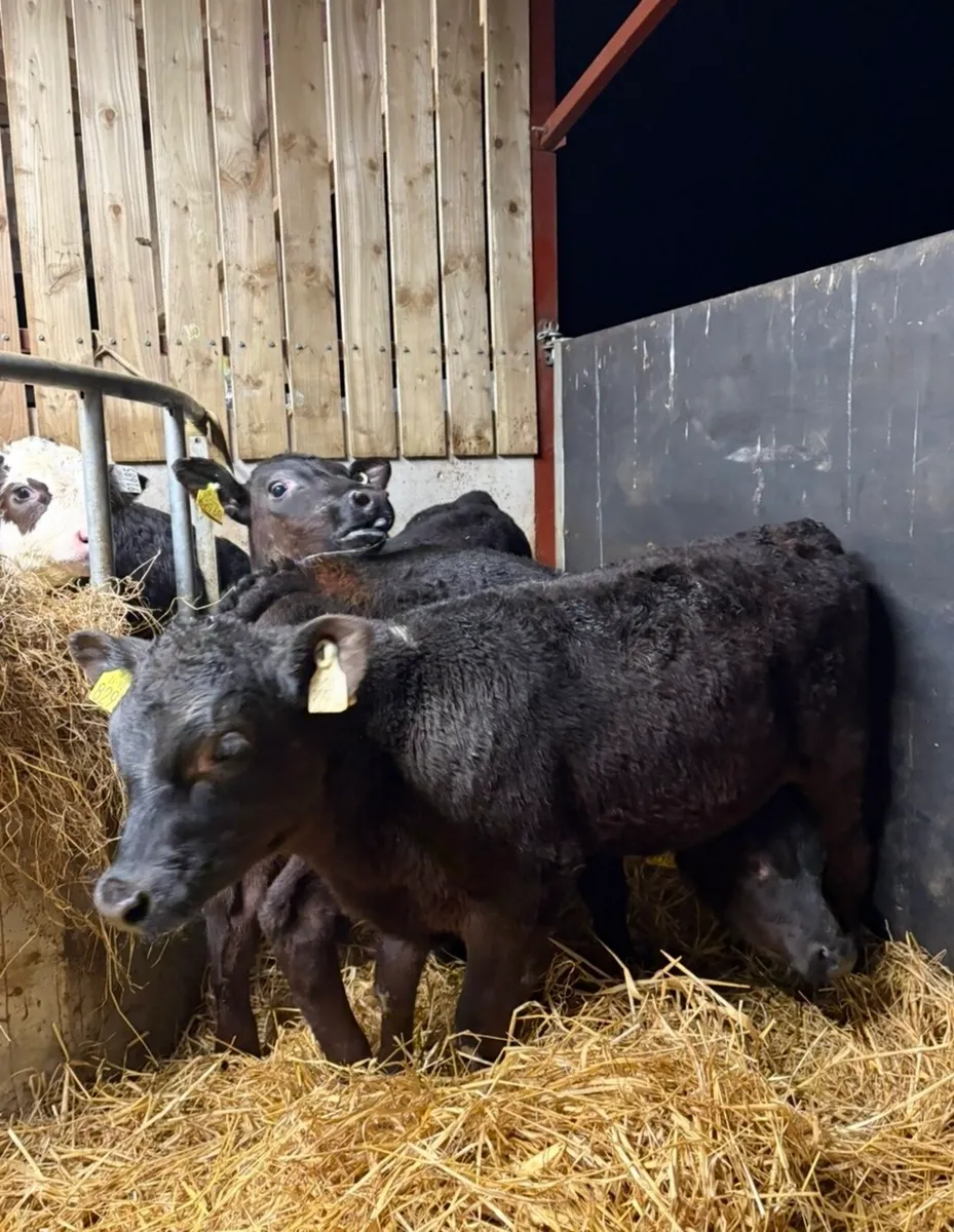 7 super well reared 2 month old bull calves - Image 2