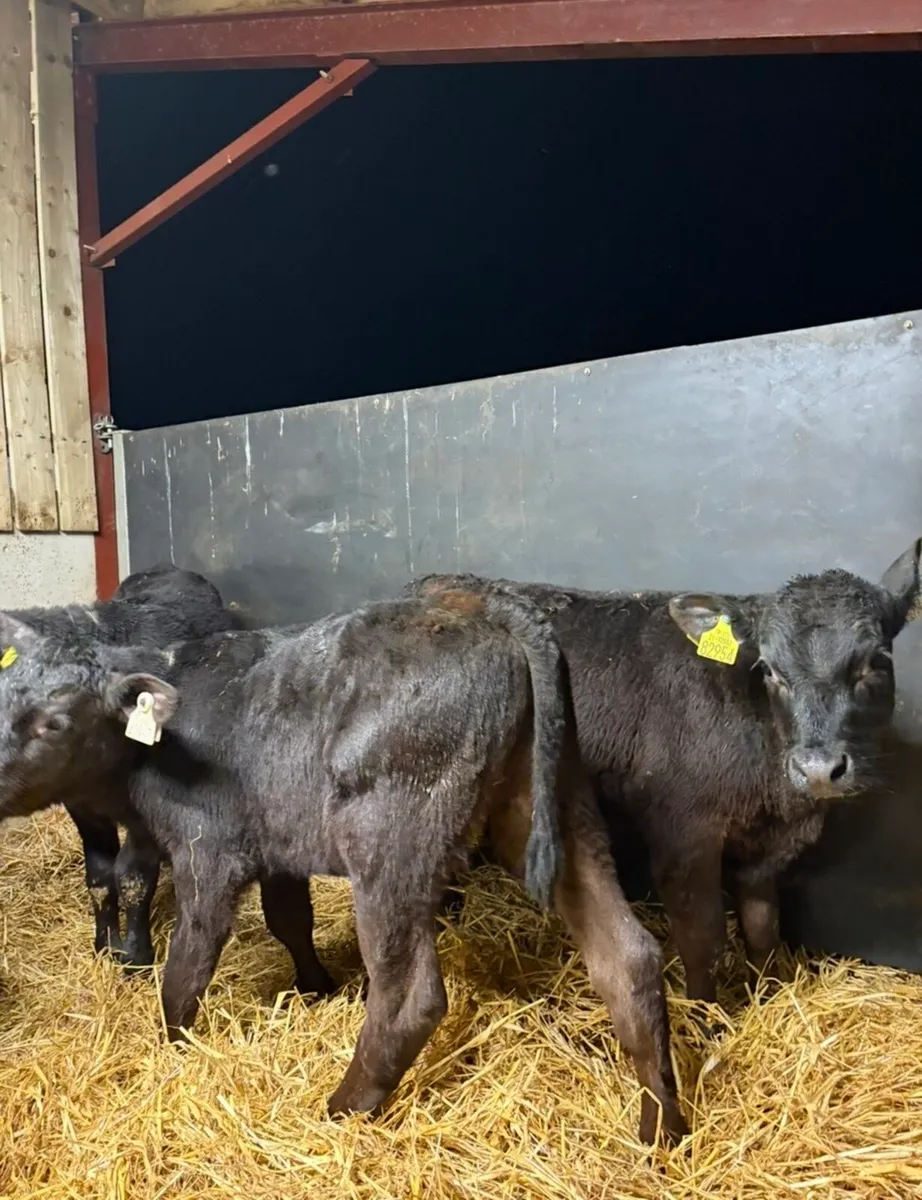 7 super well reared 2 month old bull calves - Image 3