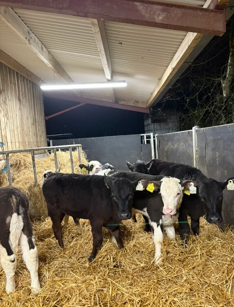 7 super well reared 2 month old bull calves - Image 4