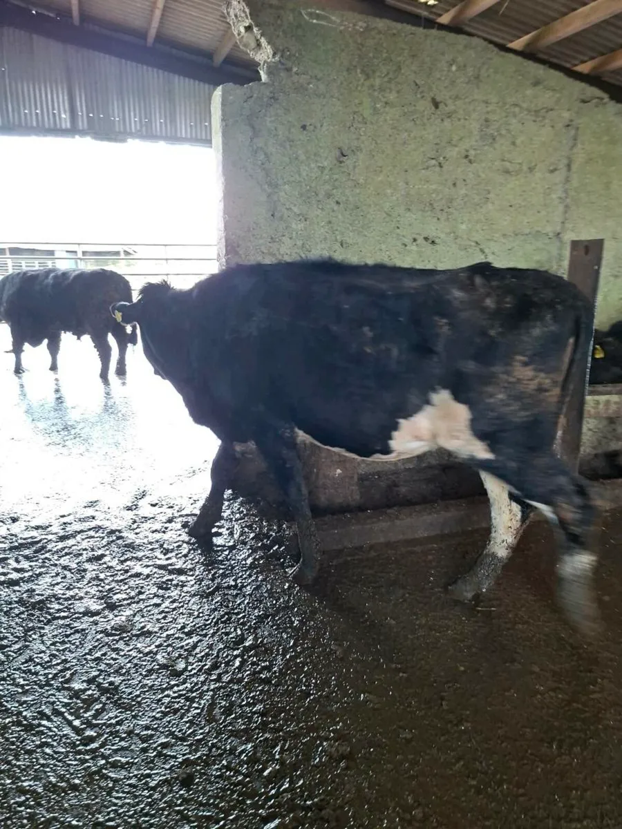 2 In Calf FR Heifers - Image 4