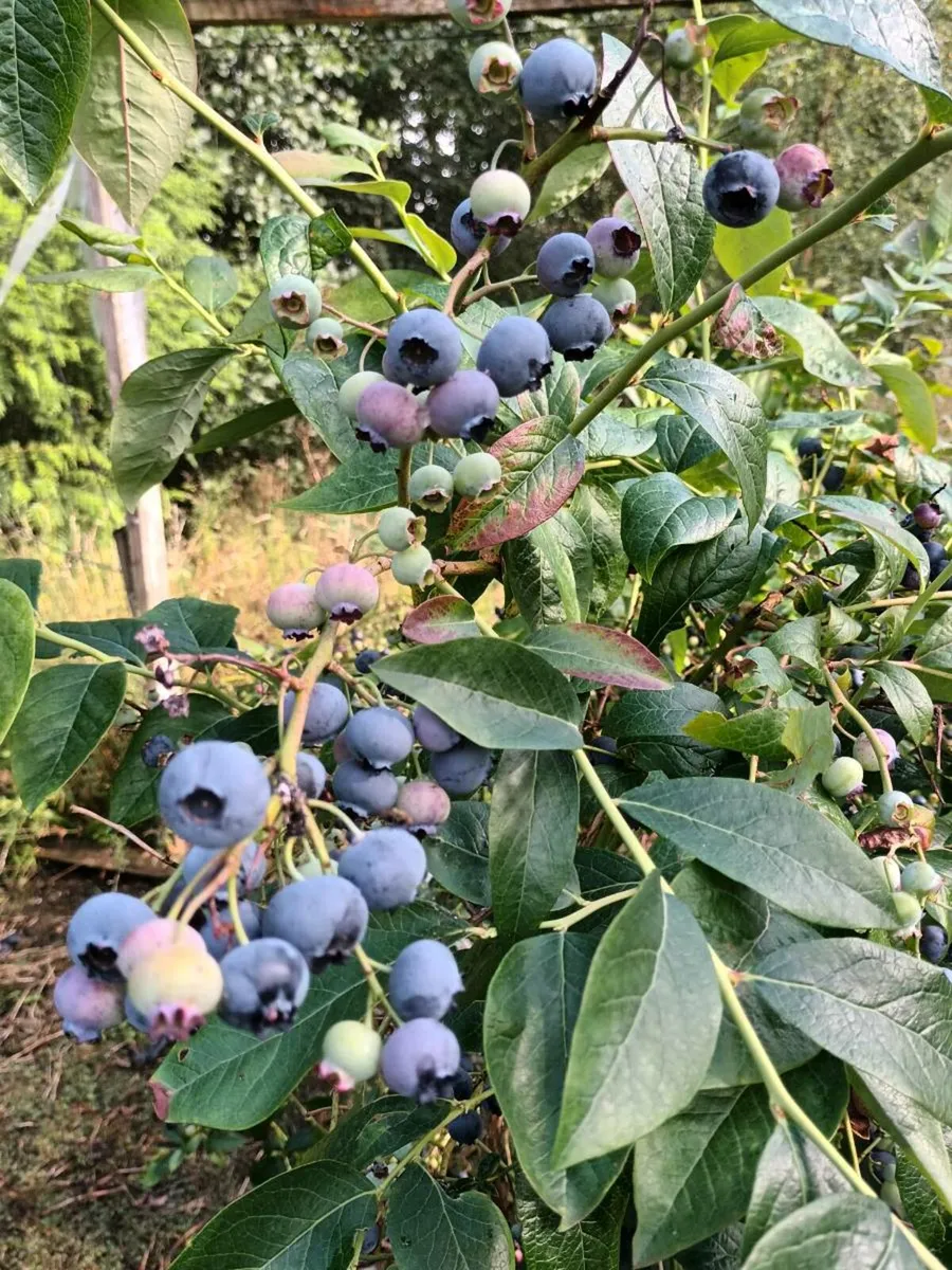 Blueberry bushes - Image 4